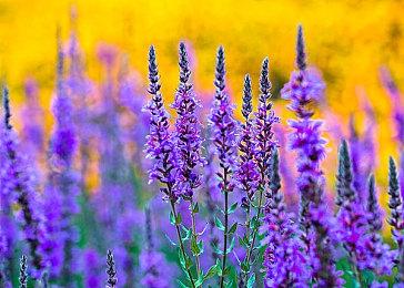 《星刃》女主韩语配音演员曝光：美女朴莉娜 曾为原神配音