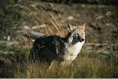 游戏开发恋爱游戏《调试女友》明年登陆PC及Switch